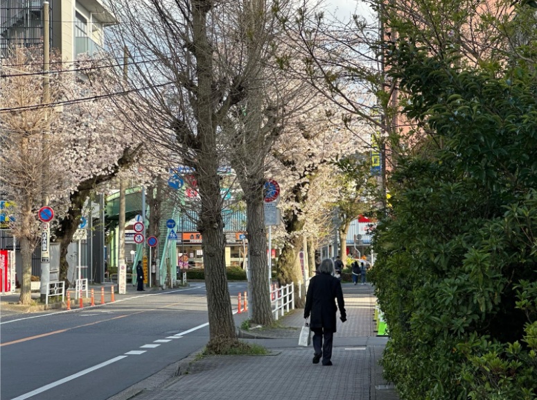 八千代の桜と水野先生